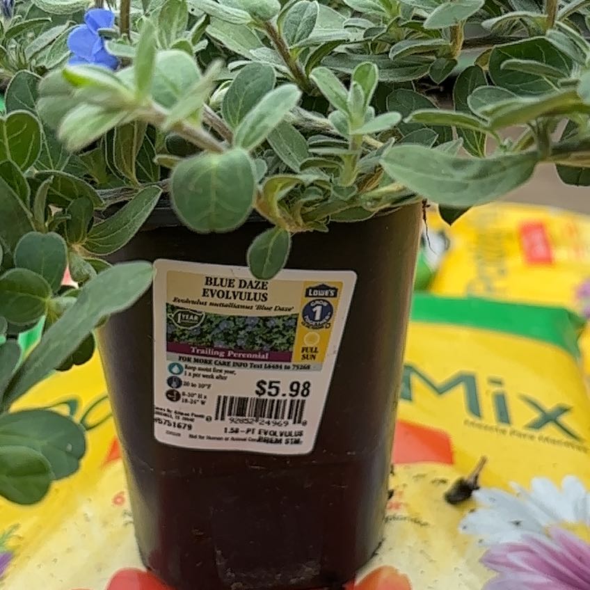 Photo of the plant species Blue Eyes Evolvulus by @naturesplants named Orlando Bloom on Greg, the plant care app