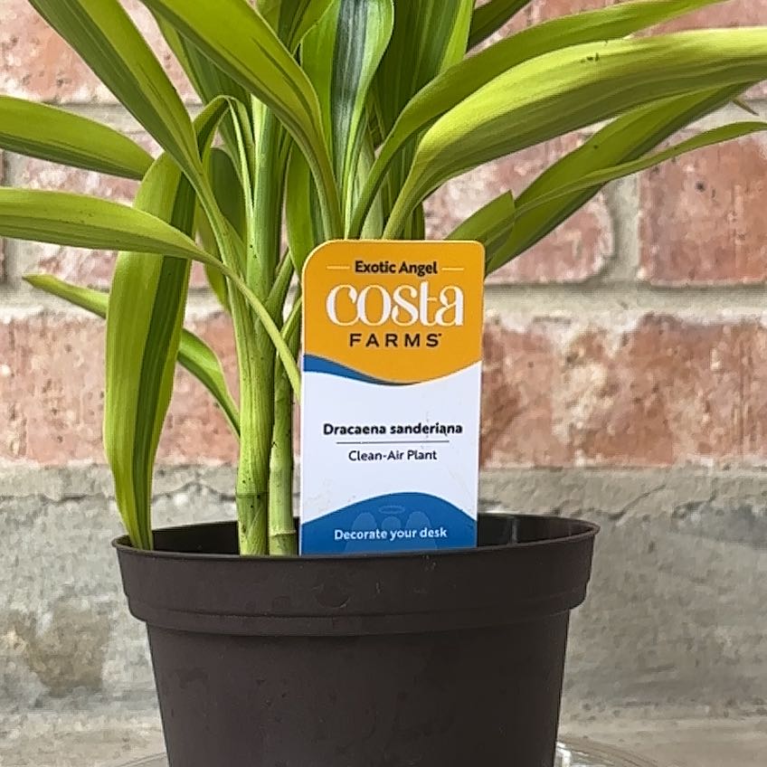 Photo of the plant species Lucky Golden Bamboo by @naturesplants named Pax on Greg, the plant care app
