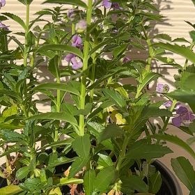 Photo of the plant species Obedient Plant by @naturesplants named Bella on Greg, the plant care app