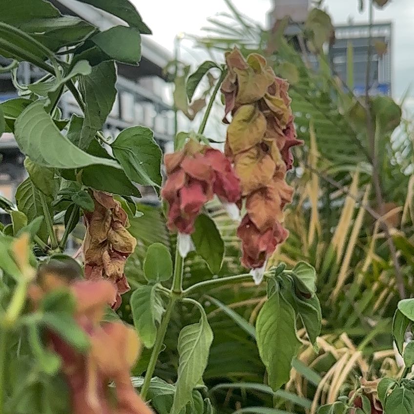 Photo of the plant species Shrimp Plant by @naturesplants named Shakira on Greg, the plant care app