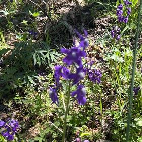 Photo of the plant species Dwarf Larkspur by @SpeedyAnthurium named Spike Leaves on Greg, the plant care app