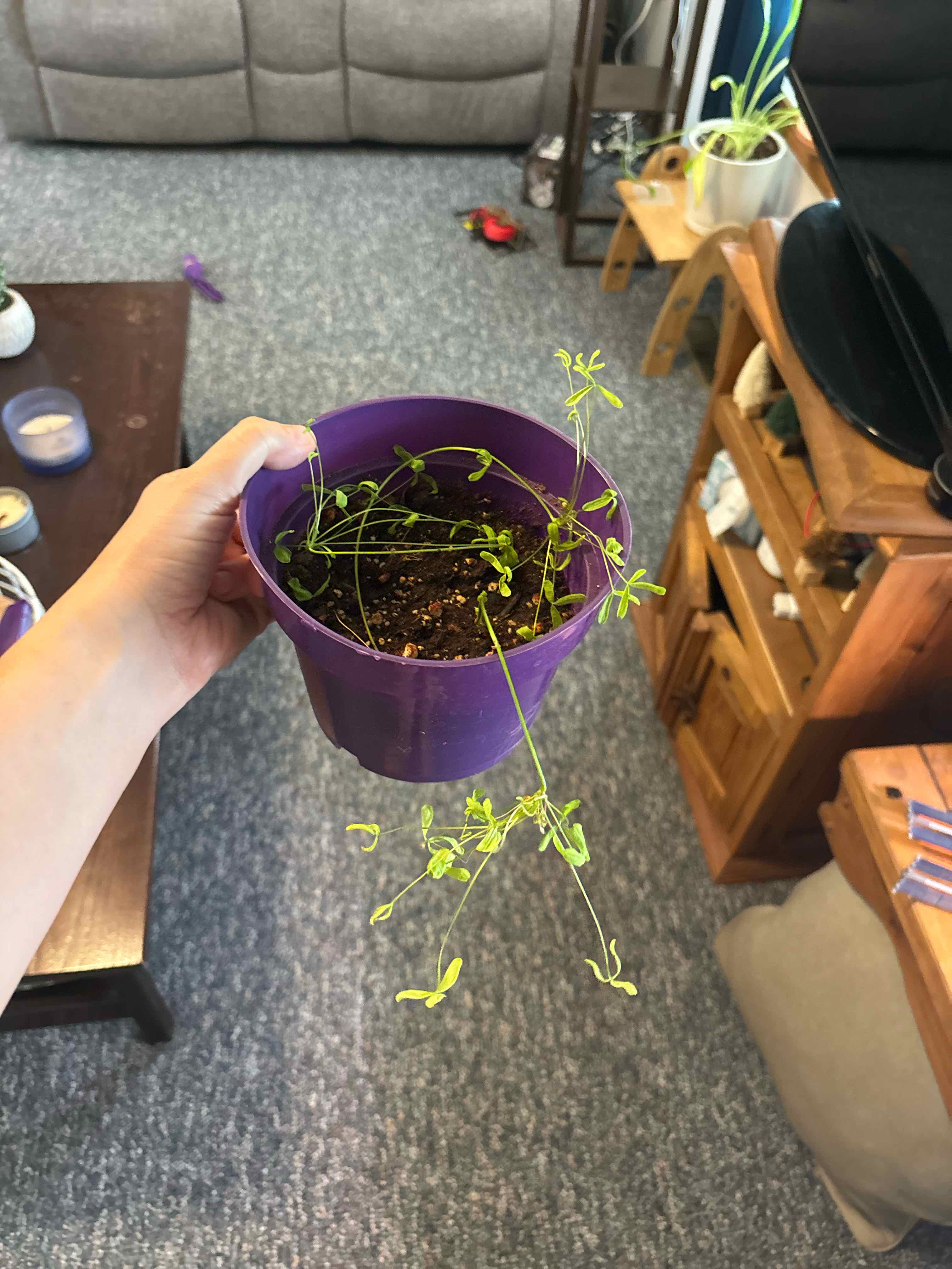 Photo of the plant species Peppermint Rock Oxalis by @UbiquitaryBasil named Maya on Greg, the plant care app