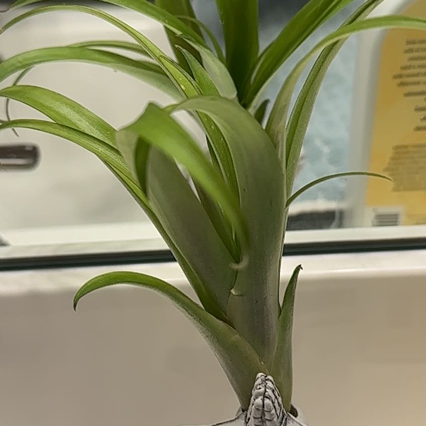 Aeranthos Air Plant with healthy green leaves, well-framed and in focus.