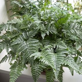 Photo of the plant species Parapolystichum microsorum by @ClearBabyburro named Clooney on Greg, the plant care app