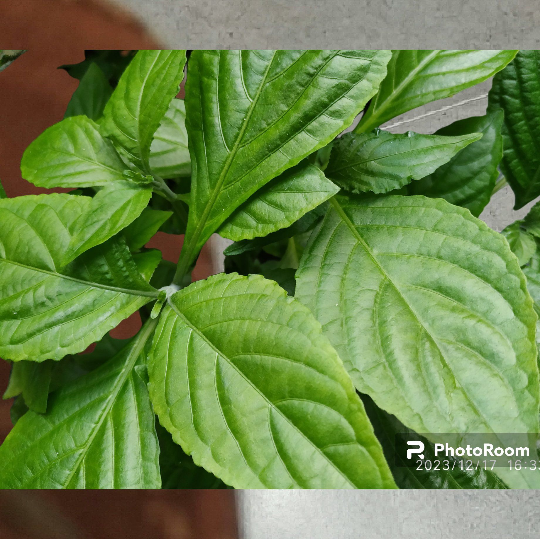 Photo of the plant species Strobilanthes cusia by @SpunkyZebrina named Sahara on Greg, the plant care app