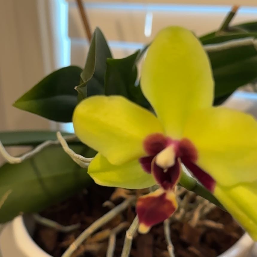 Photo of the plant species White Apple Moth Orchid by @SunkissedNeslia named Hamilton on Greg, the plant care app