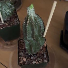 Photo of the plant species African Milk Barrel by @Riverbend named Euphorbia Horrida Boiss on Greg, the plant care app