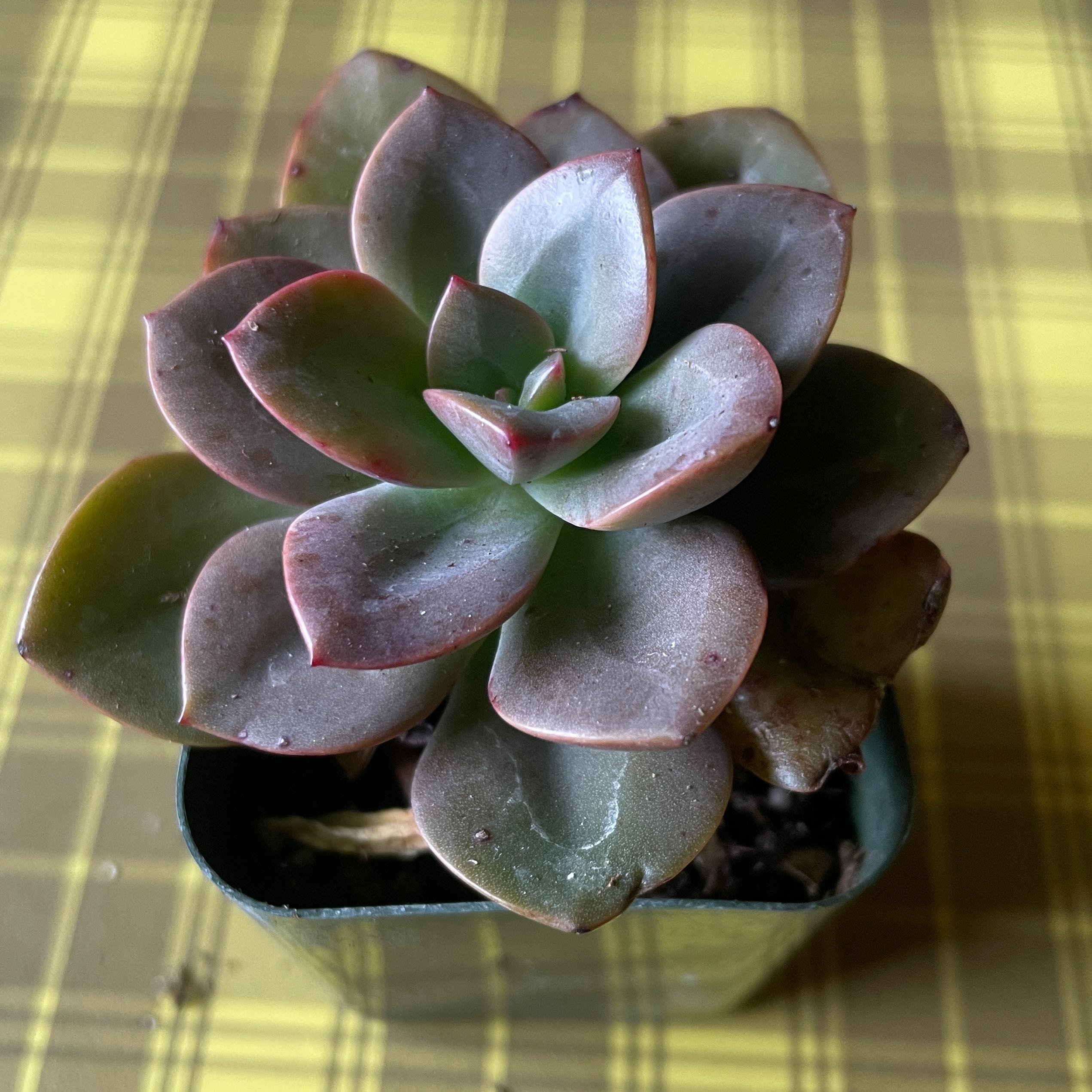 Echeveria 'Chroma' succulent plant in a small pot, healthy with no visible issues.