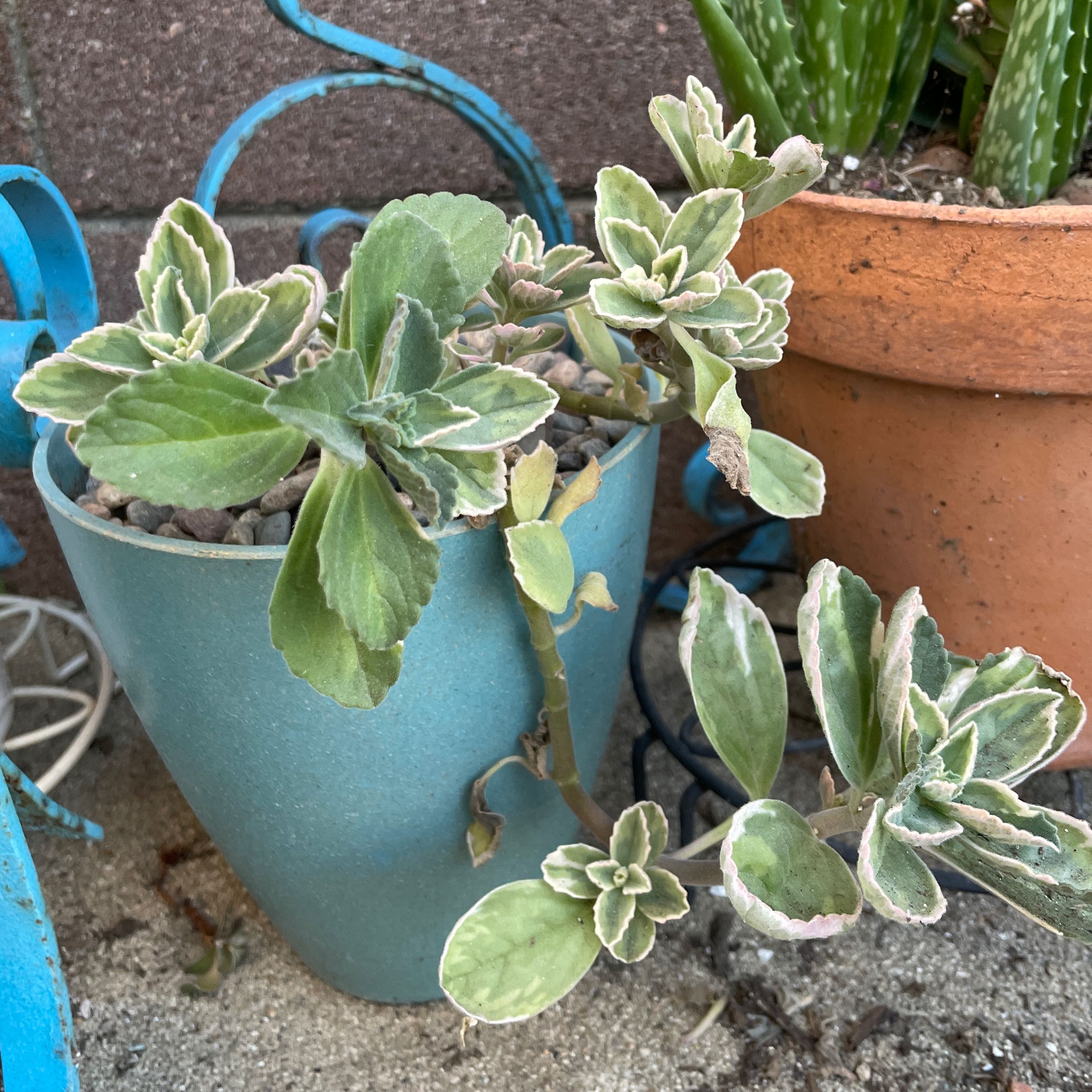 Potted Plectranthus Neochilus plant with variegated leaves, appears healthy.