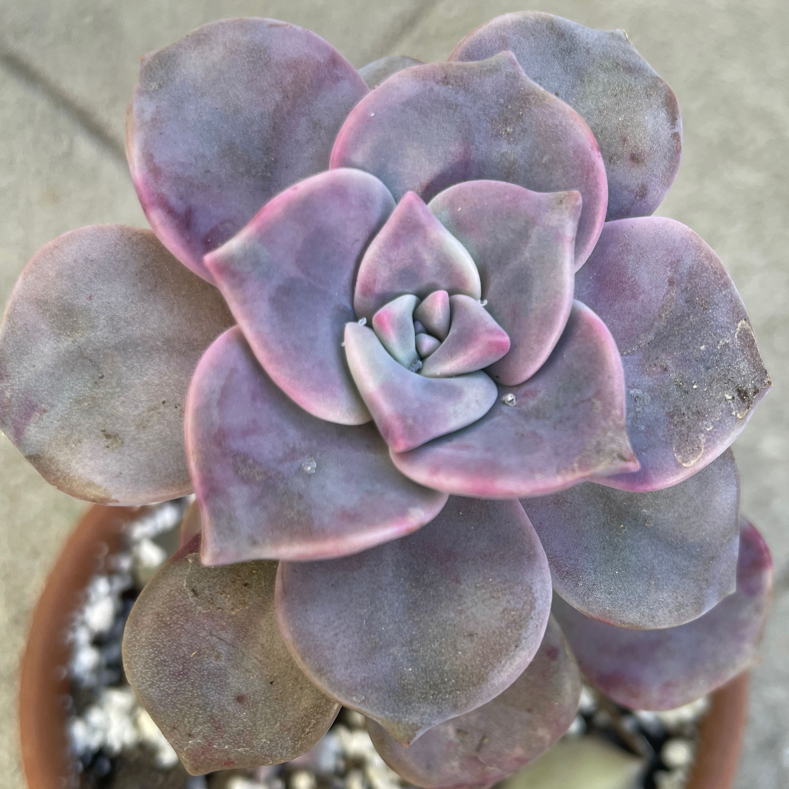 Graptopetalum 'Purple Delight' succulent with purple-tinged leaves in a pot.