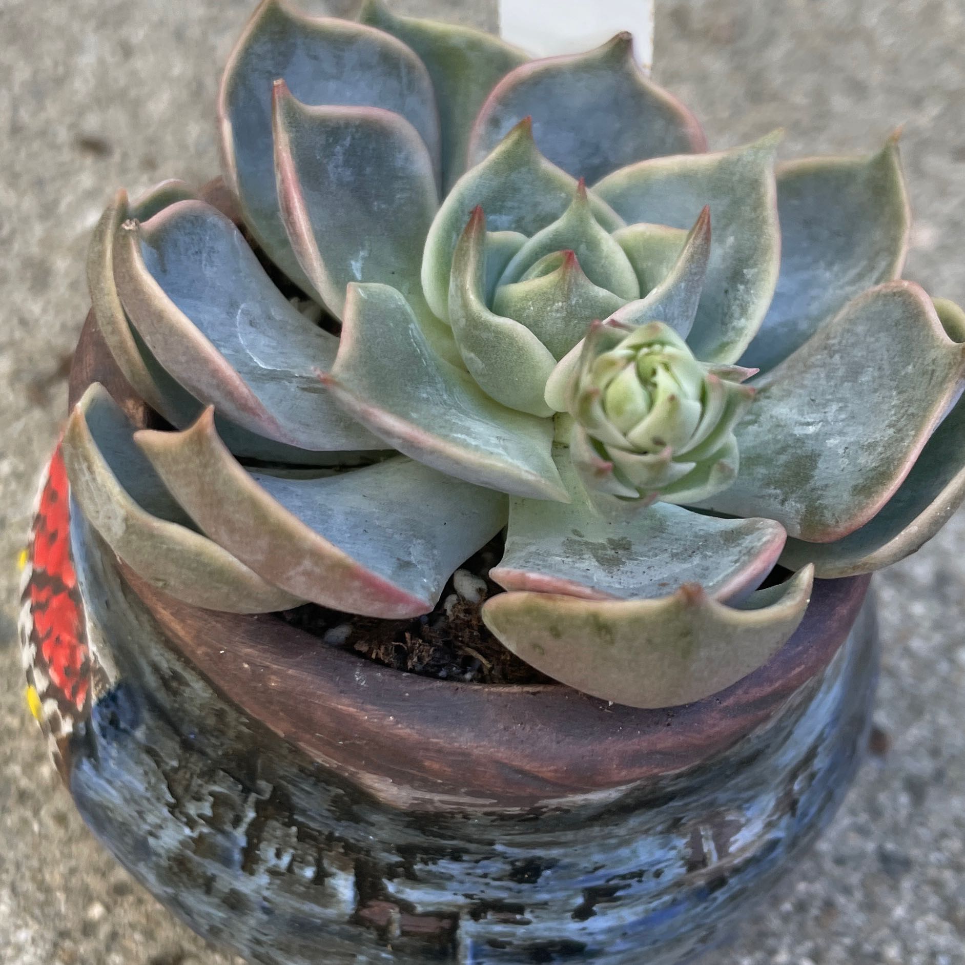 Photo of the plant species Echeveria 'Green Pearl' by @FineBaytree named Nithin on Greg, the plant care app