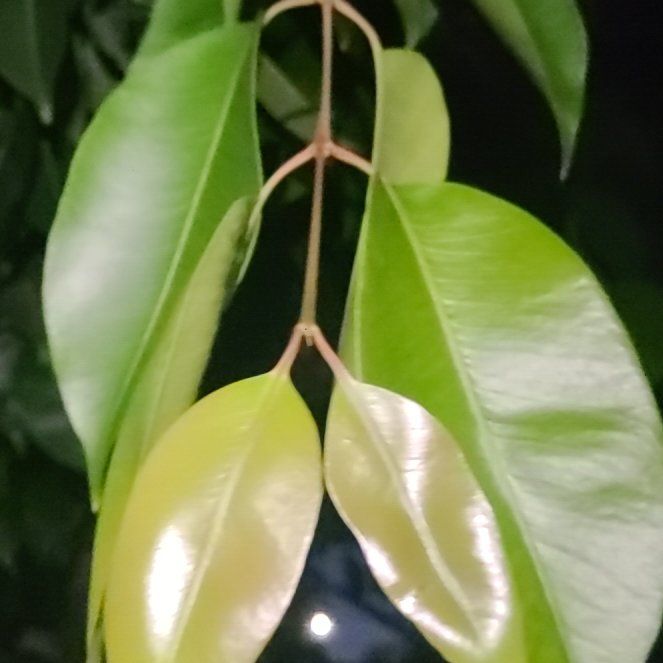 Photo of the plant species Malabar Plum by @TubularAllspice named Tree Diddy on Greg, the plant care app