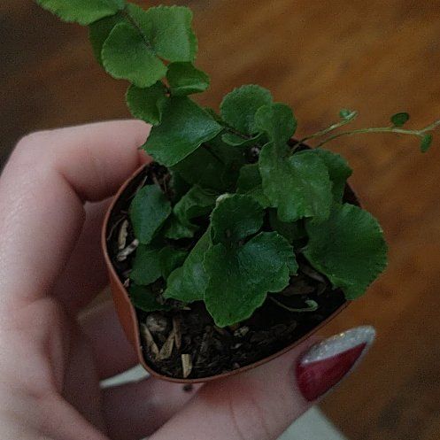 Photo of the plant species Beetleweed by @TutorDovetree named Apollo on Greg, the plant care app