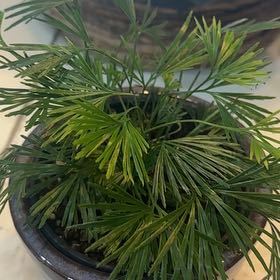 Photo of the plant species Eyelash Fern by @nicoleloveplant named Harmony on Greg, the plant care app