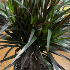 Photo of the plant species MARGINATA by @BackupNikaupalm named Ronaldo on Greg, the plant care app