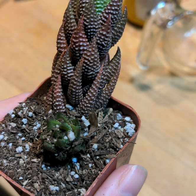 Photo of the plant species Haworthia coarctata f. conspicua by @CrispNinebark named Harper on Greg, the plant care app