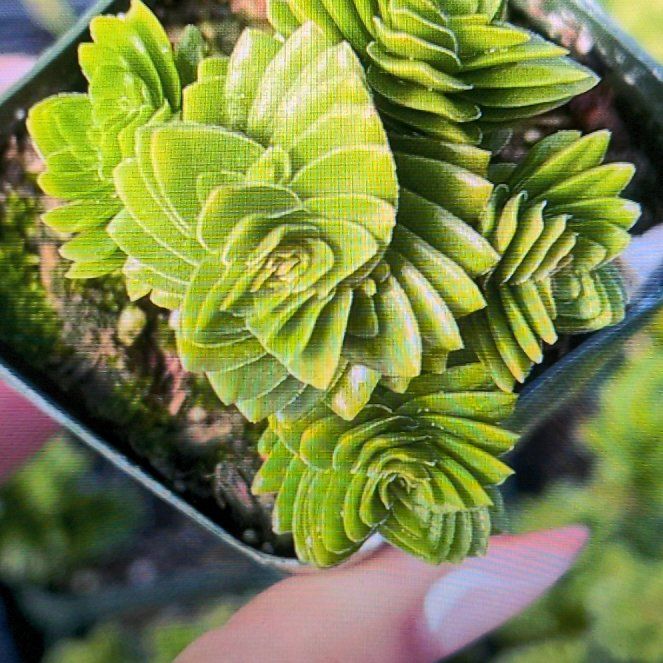 Photo of the plant species Crassula 'Estagnol' by @CrispNinebark named ChloroPhil on Greg, the plant care app