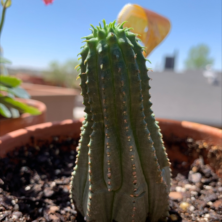 Photo of the plant species Euphorbia Infausta by @chickentent named Tobias on Greg, the plant care app