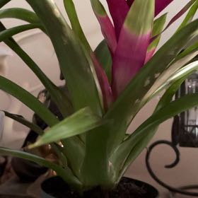 Photo of the plant species Brazillian Vaseplant by @RousingPurei named Bromeliad on Greg, the plant care app