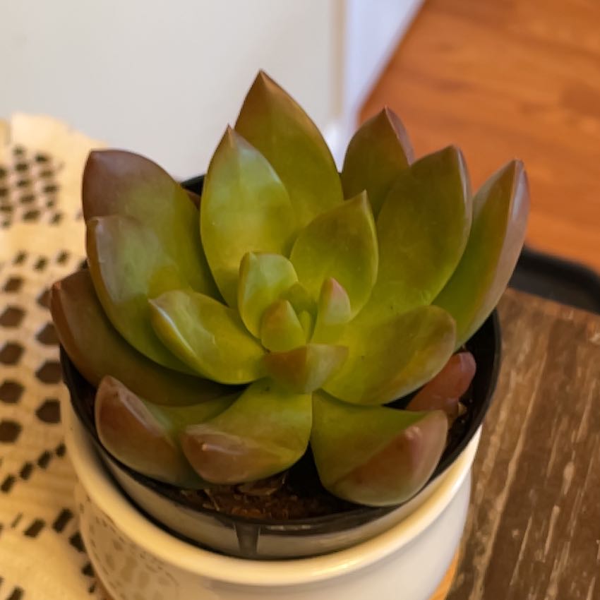 Graptosedum 'Copper Glow' succulent in a small pot, healthy with green and copper leaves.