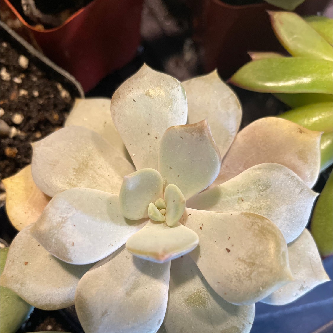 Photo of the plant species Fairy Wash Echeveria by @HighPalafoxia named Sir Plancelot on Greg, the plant care app