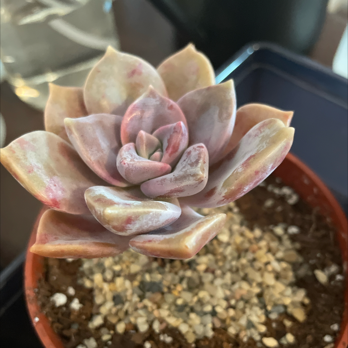 Graptopetalum 'Purple Delight' succulent in a small pot with visible soil.