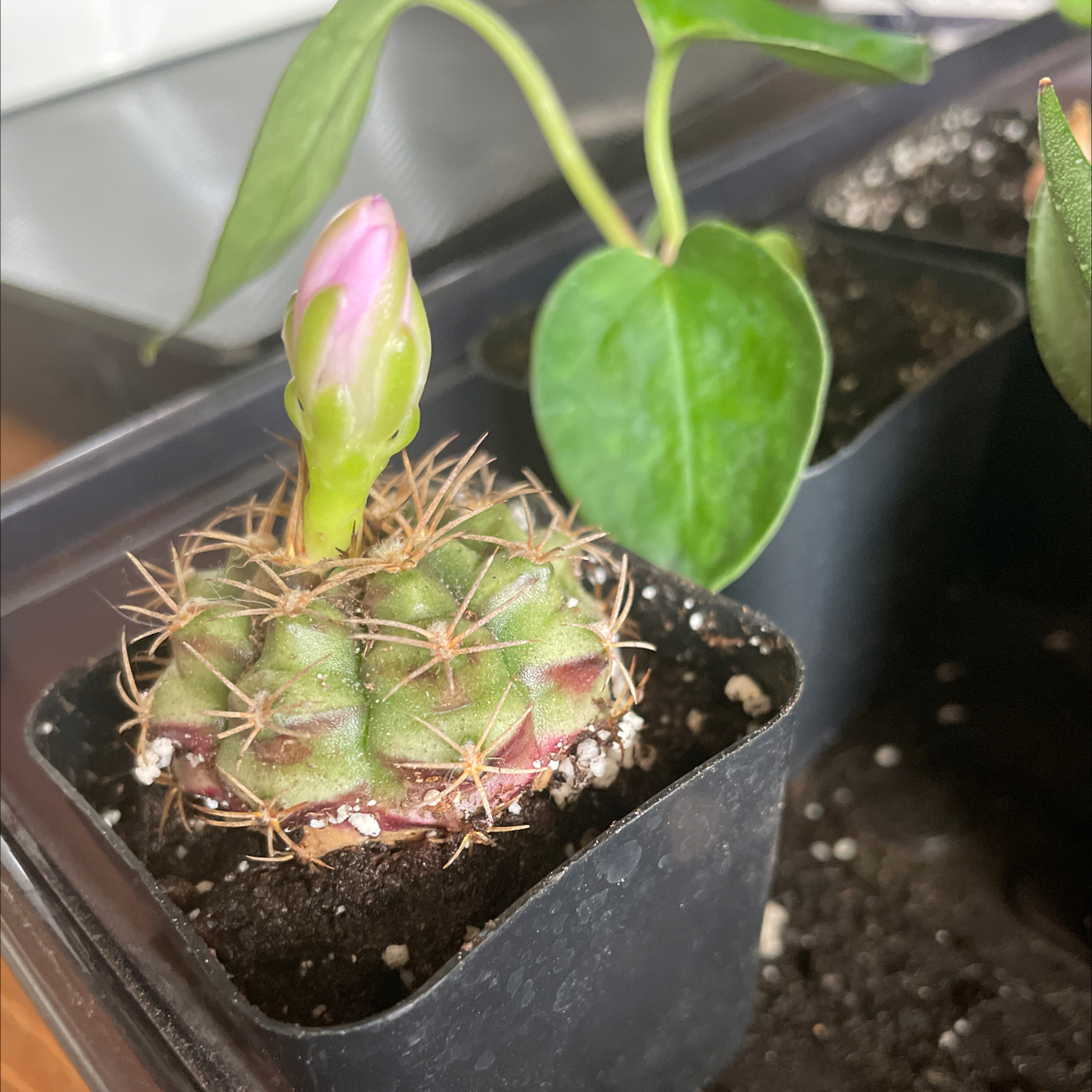 Photo of the plant species Gymnocalycium Damsii var. Tucavocense by @HighPalafoxia named Khaleesi on Greg, the plant care app