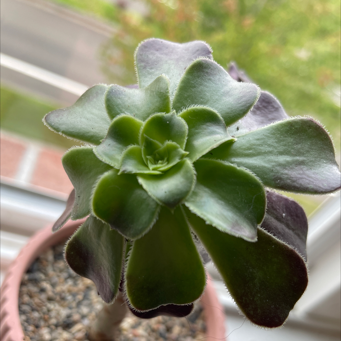 Photo of the plant species Aeonium 'Big Bang' by @HighPalafoxia named Oscar on Greg, the plant care app