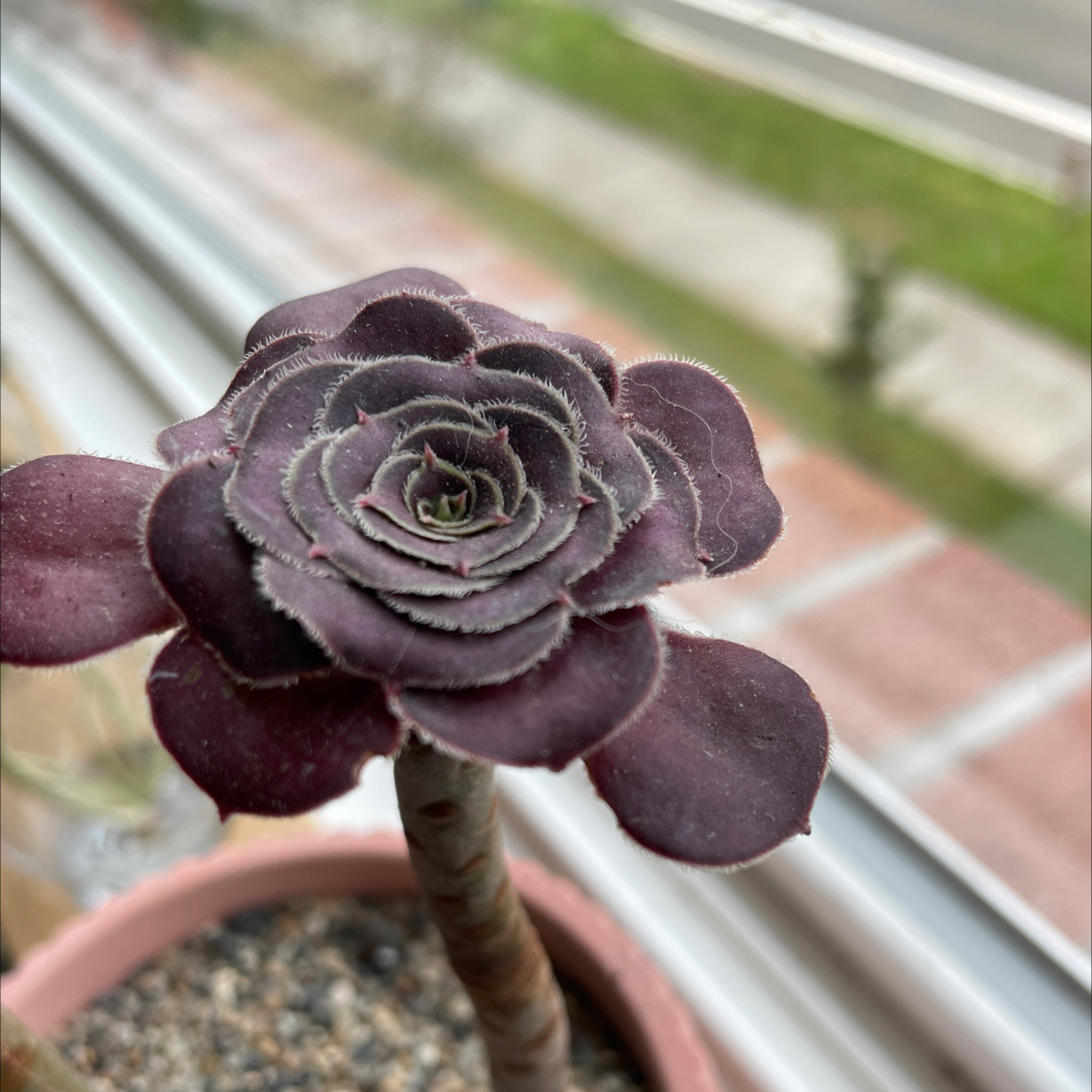 Photo of the plant species Purple Rose by @HighPalafoxia named Luna on Greg, the plant care app