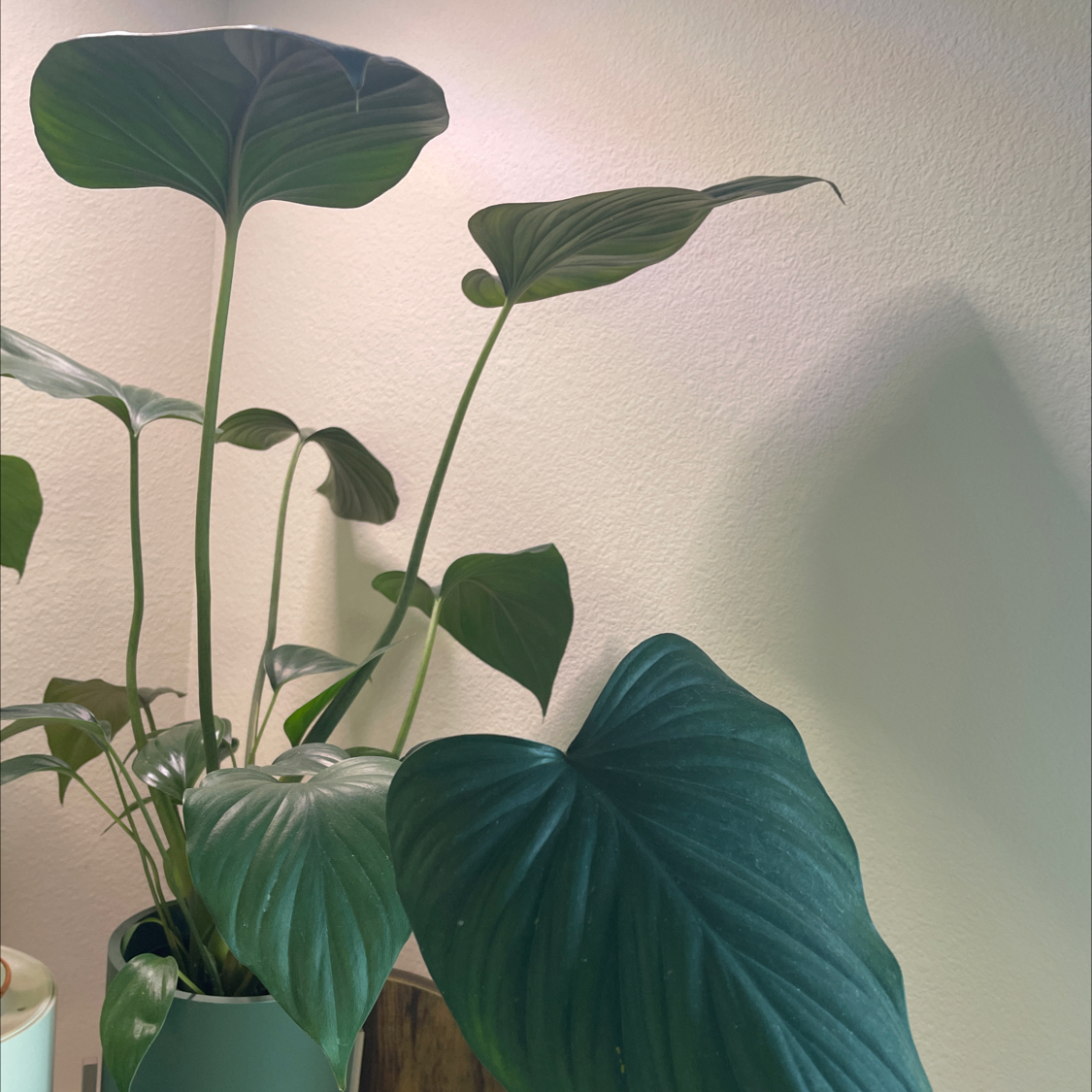 Photo of the plant species Black Homalomena by @HighPalafoxia named Liberace on Greg, the plant care app
