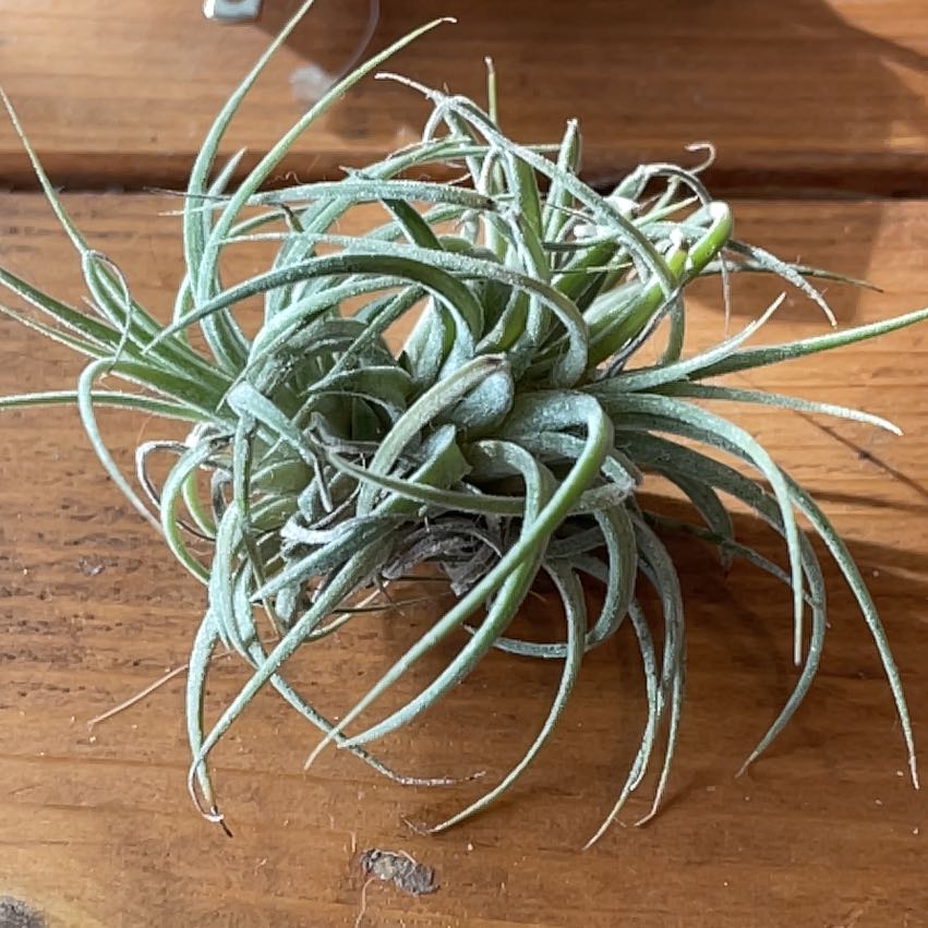 A healthy Fuzzy Snowball plant with thin, elongated, fuzzy leaves.