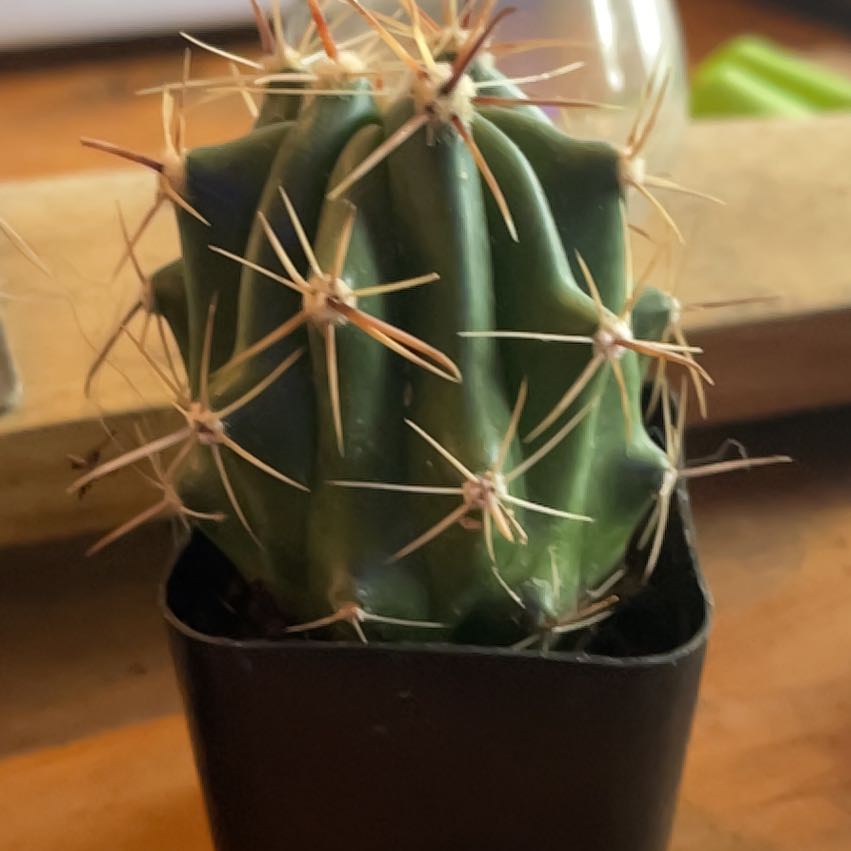 Photo of the plant species Townsend Barrel Cactus by @HighPalafoxia named Sonora on Greg, the plant care app
