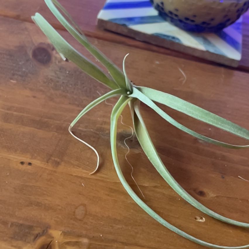 Aeranthos Air Plant on a wooden surface, appears healthy.
