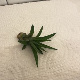 Photo of the plant species Abdita by @HighPalafoxia named Cleopatra on Greg, the plant care app