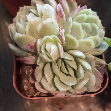 Photo of the plant species Echeveria 'Raspberry Ice' by @HighPalafoxia named Shakira on Greg, the plant care app