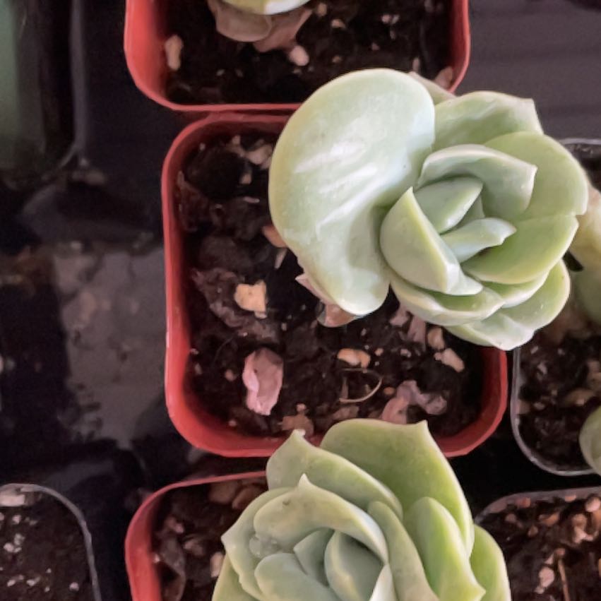 Multiple Graptoveria 'Lovely Rose' succulents in pots with visible soil.