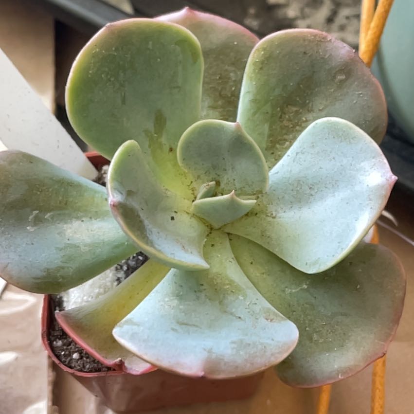 Echeveria 'Dusty Rose' succulent with broad, fleshy leaves in a small pot.