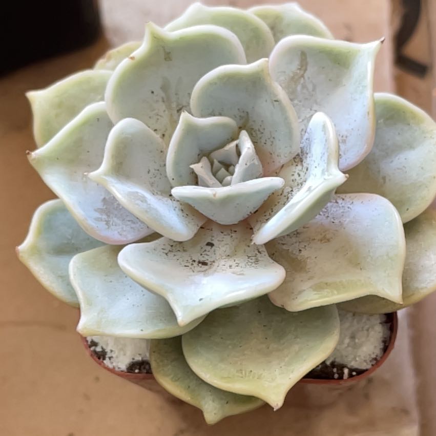 Echeveria 'Fleur Blanc' succulent with some leaf discoloration and spots.