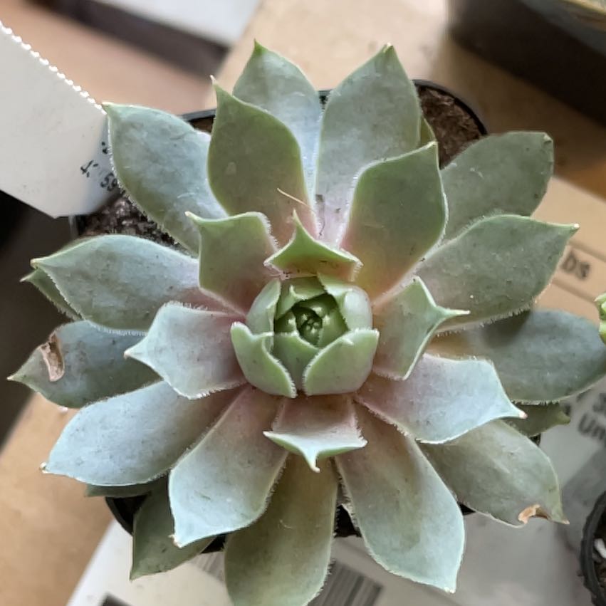 Photo of the plant species Sempervivum 'Pacific Blue Ice' by @HighPalafoxia named Harmony on Greg, the plant care app