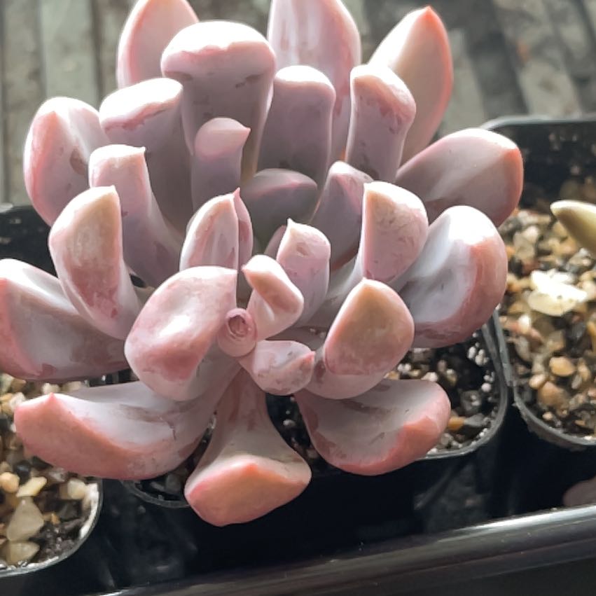 Photo of the plant species Graptoveria 'Topsy Debbi' by @HighPalafoxia named Girlfrond on Greg, the plant care app