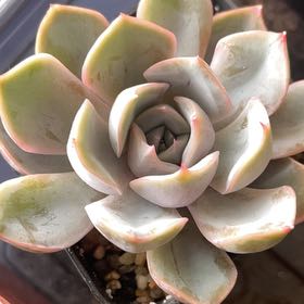 Photo of the plant species Menina by @HighPalafoxia named Cleopatra on Greg, the plant care app