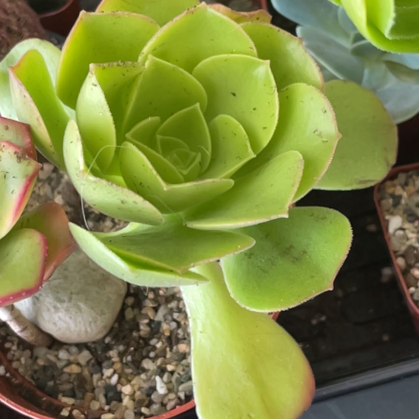 Photo of the plant species Aeonium 'Blushing Beauty' by @HighPalafoxia named Rosa on Greg, the plant care app