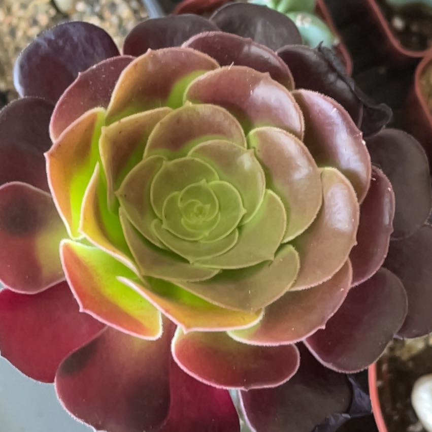Photo of the plant species Aeonium 'Velour' by @HighPalafoxia named Mollie on Greg, the plant care app