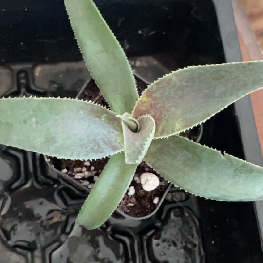 Photo of the plant species Mangave Purple People Eater by @HighPalafoxia named Remington on Greg, the plant care app
