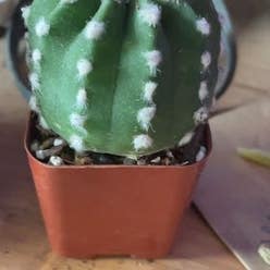 Domino Cactus plant