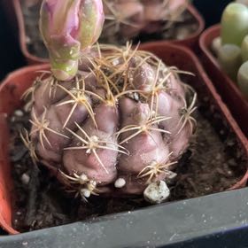 Photo of the plant species Gymnocalycium Damsii var. Tucavocense by @HighPalafoxia named Anne on Greg, the plant care app