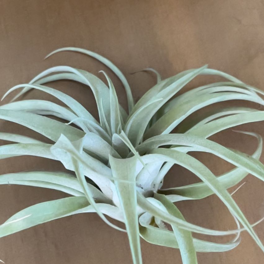 Photo of the plant species Capitata Air Plant by @HighPalafoxia named Osmo on Greg, the plant care app