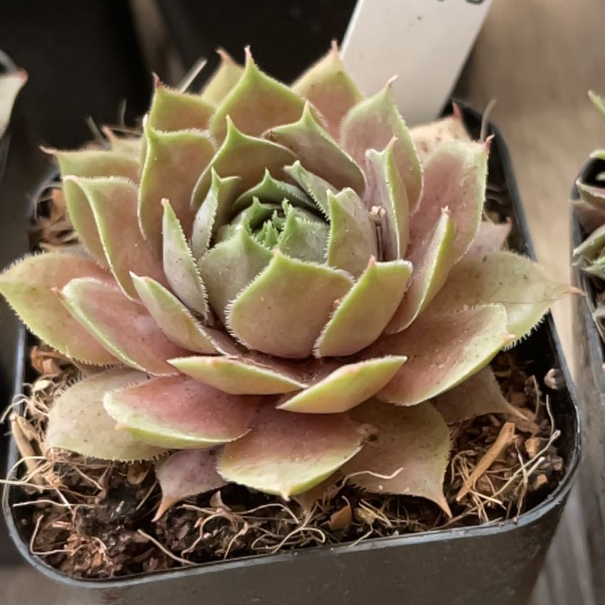 Photo of the plant species Purple Beauty Hen & Chicks by @HighPalafoxia named Tree Diddy on Greg, the plant care app