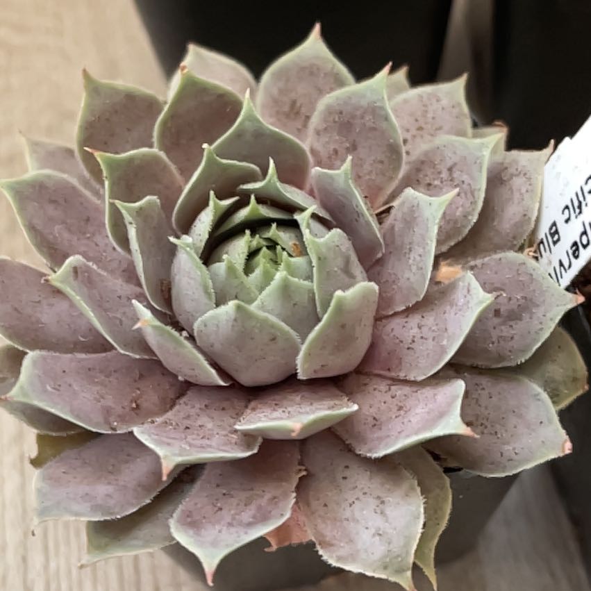 Photo of the plant species Sempervivum 'Pacific Blue Ice' by @HighPalafoxia named Nemo on Greg, the plant care app