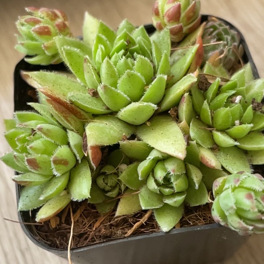 Photo of the plant species Hedgehog Hens and Chicks by @HighPalafoxia named Sahara on Greg, the plant care app